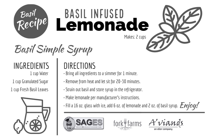BASIL RECIPE - BASIL INFUSED LEMONADE