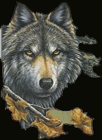 wolf