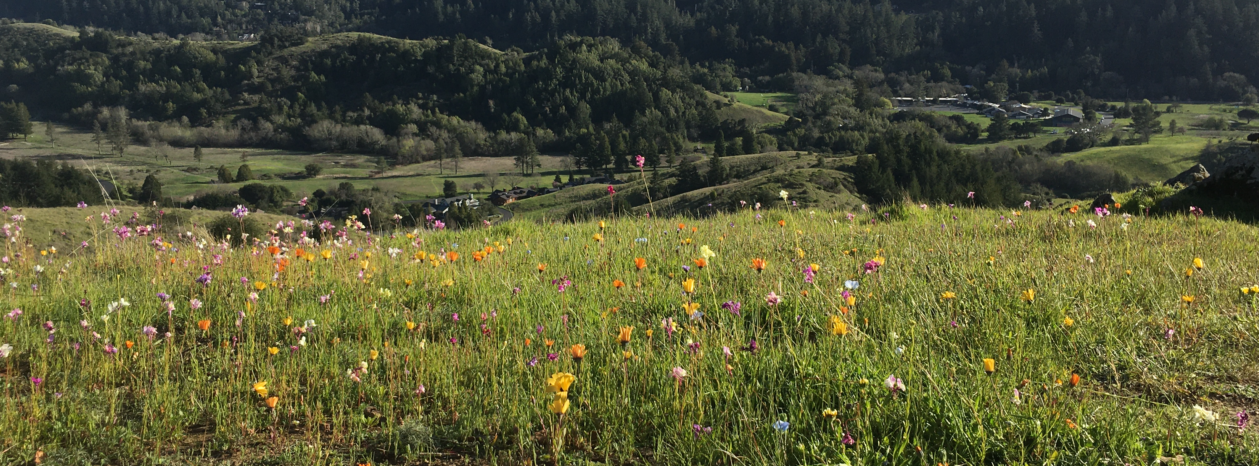 Field