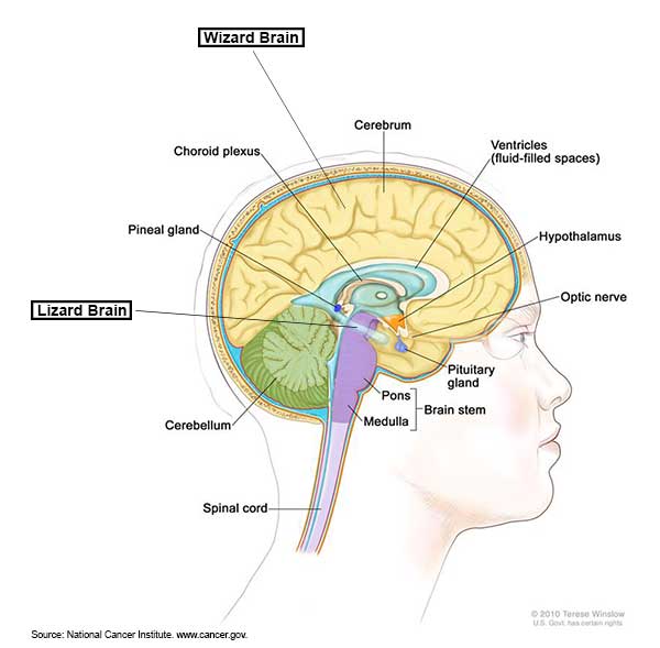 Alcohol and the Teenage Brain | Pyramid Lake Schools