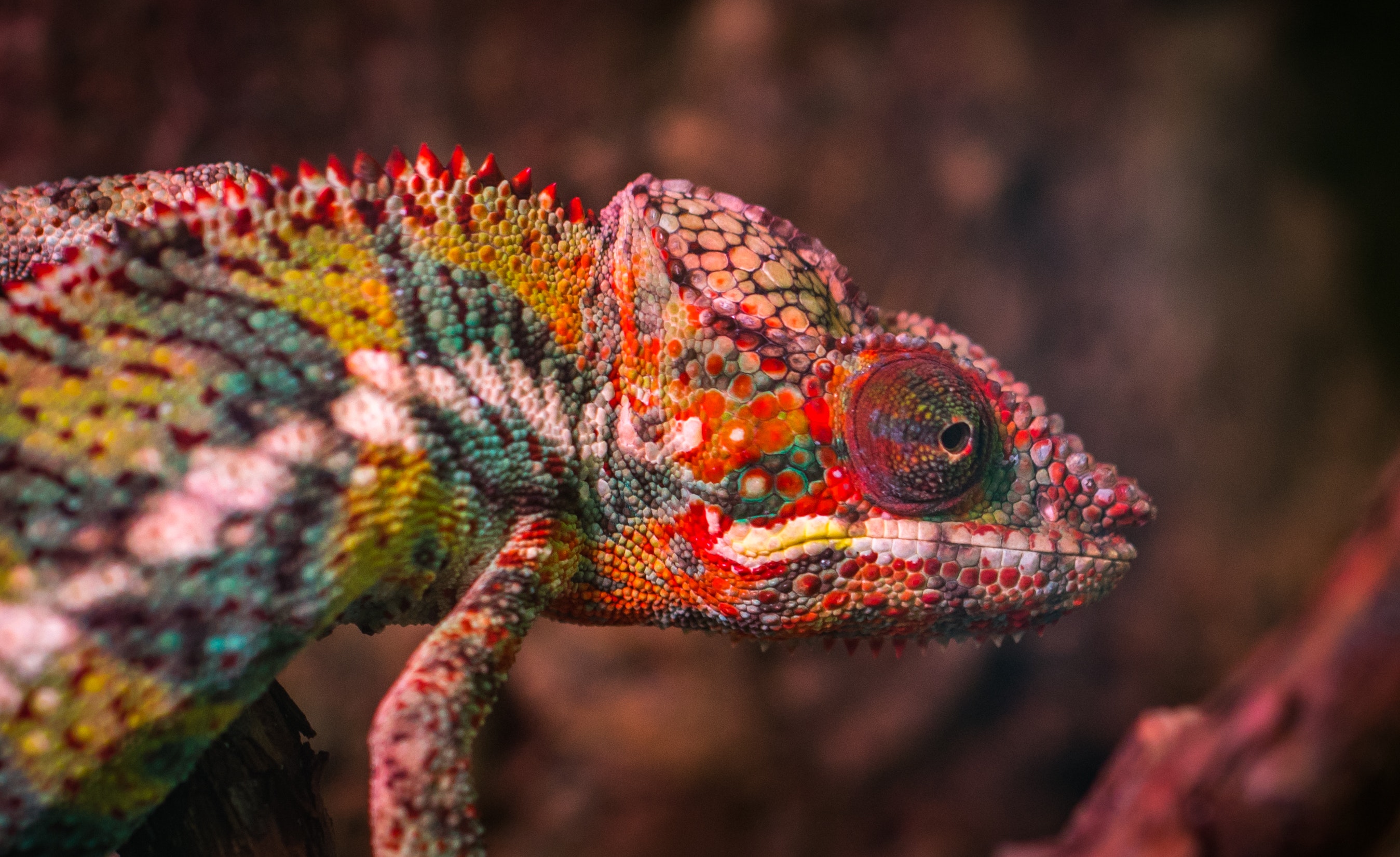 A photo of a iguana.