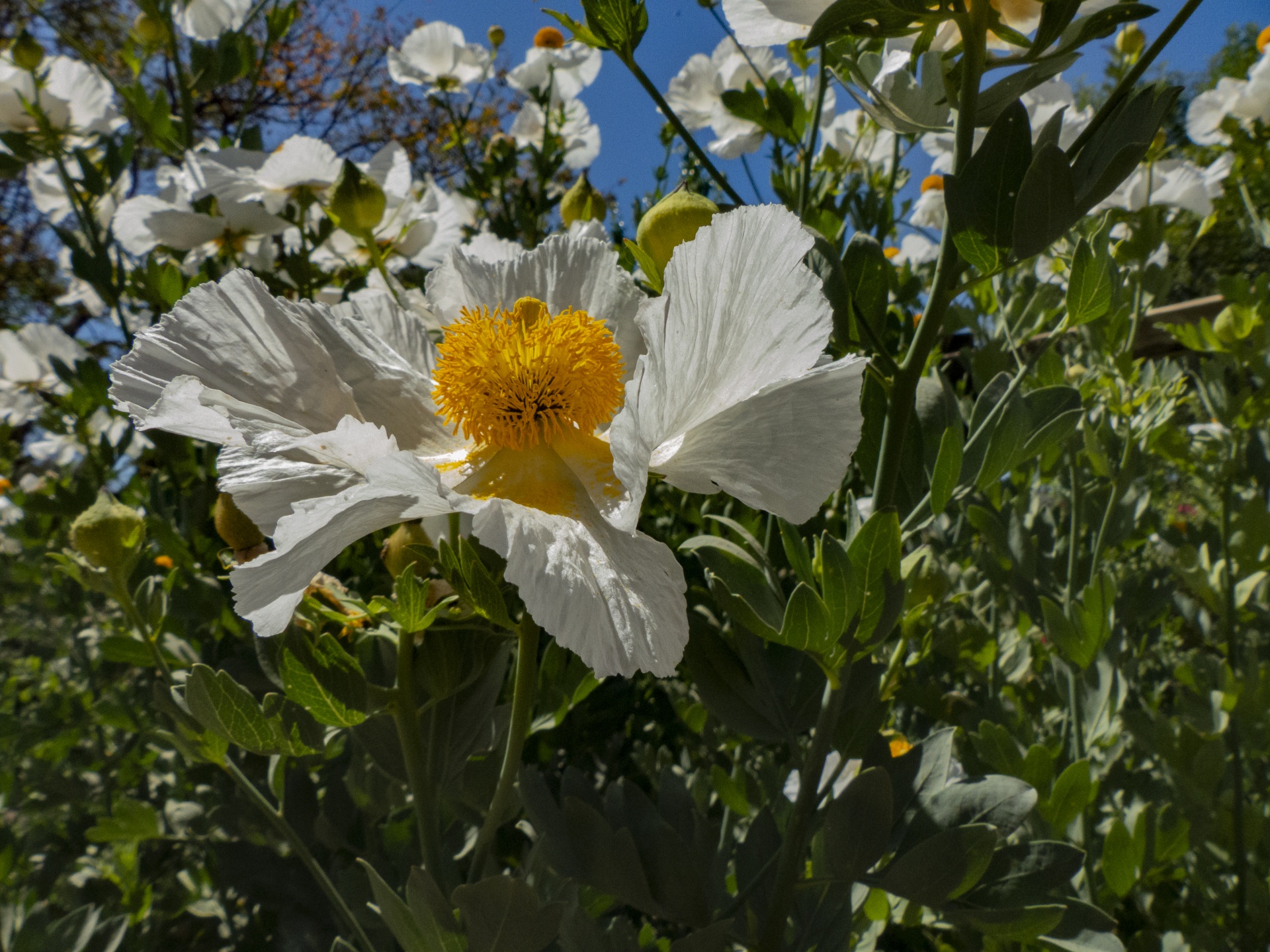 Poppy