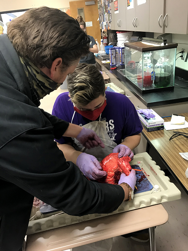 heart dissection