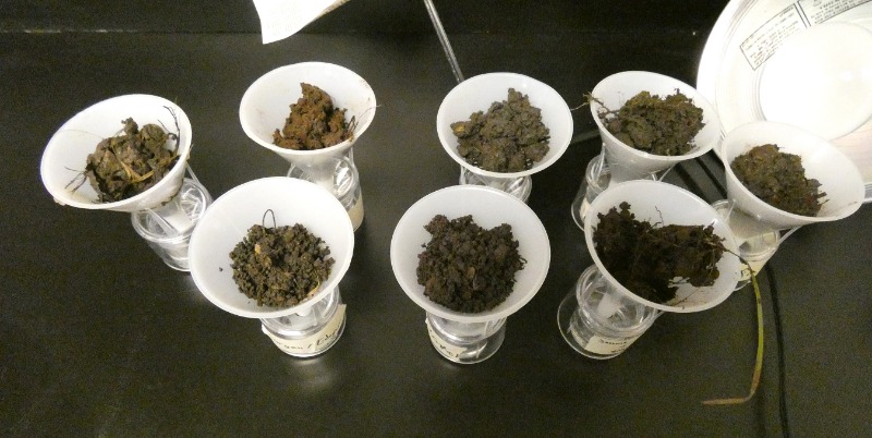 Students gathering soil for their experiment