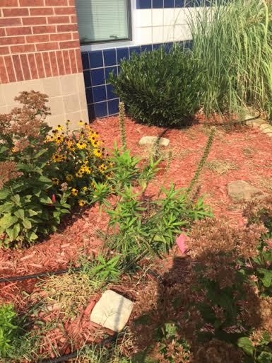 Photo of our Butterfly Garden.