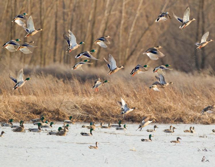 ducks