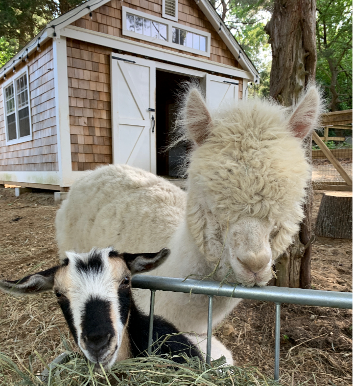 Agriculture at Bay Farm