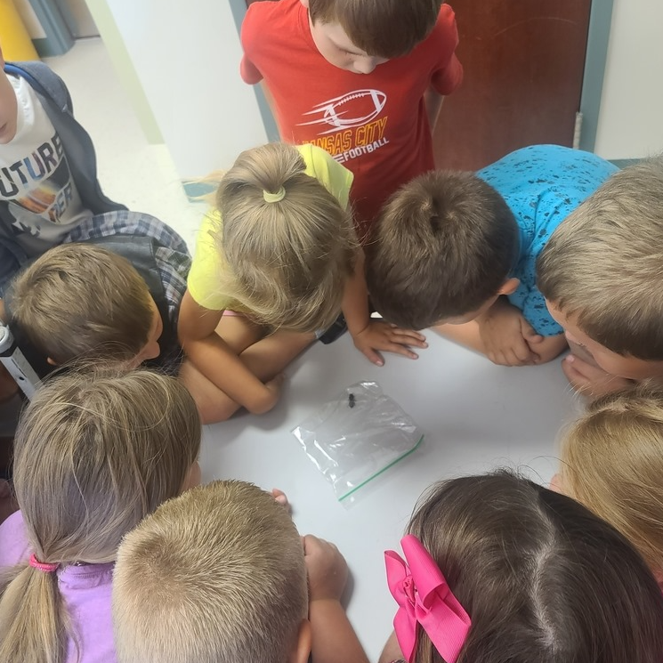 Students circle around to observe a bug in a baggie