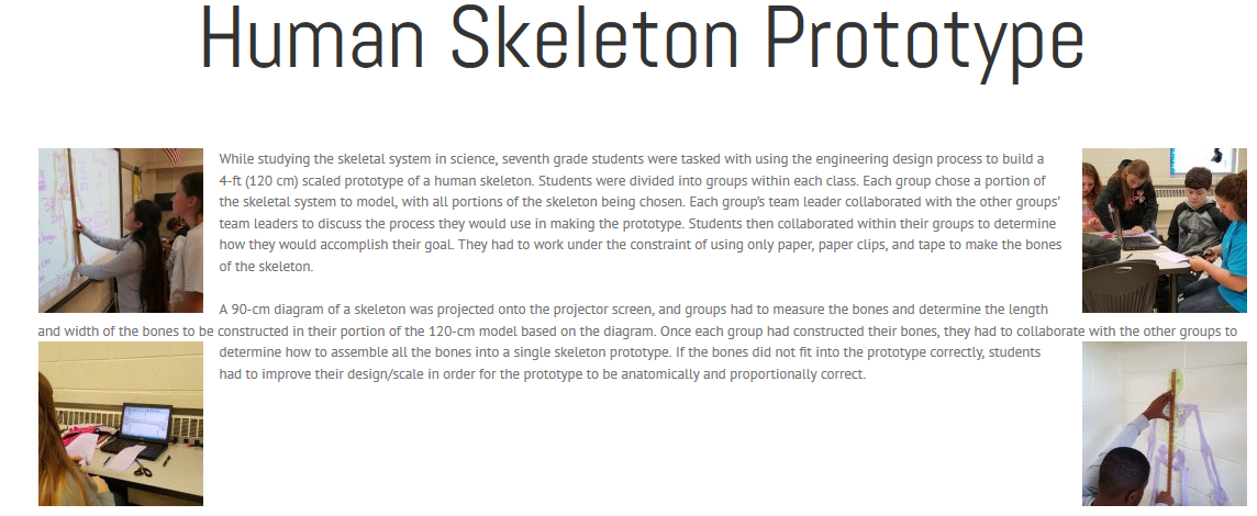 human skeleton type