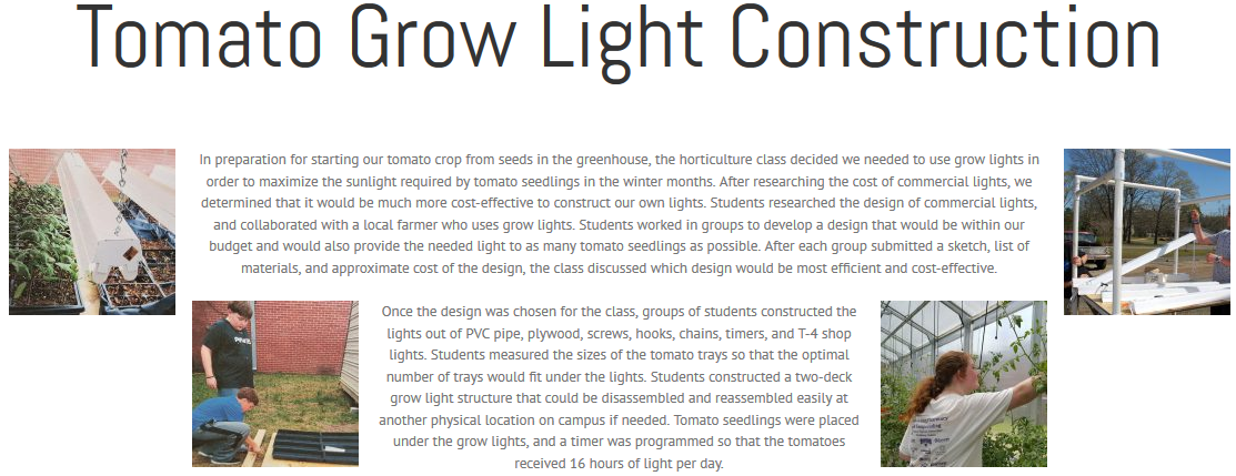 tomato grow