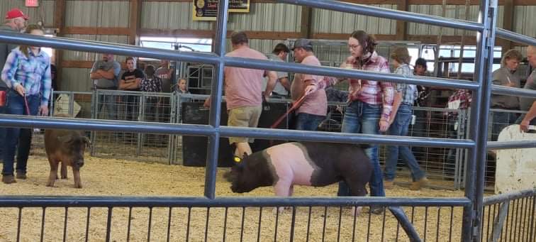 ffa fair