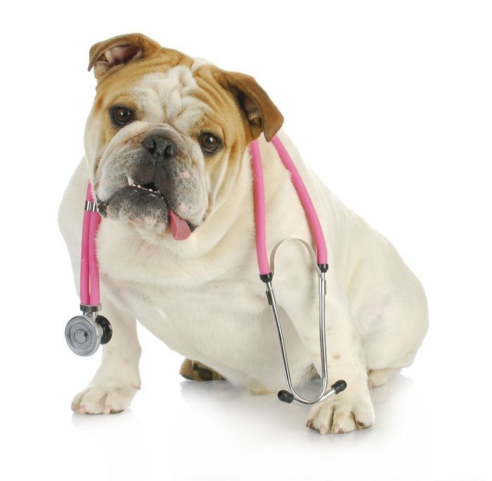 Bulldog with stethoscope