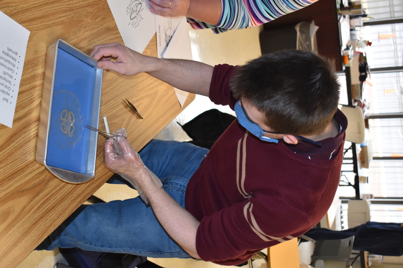Dissecting Cnidaria
