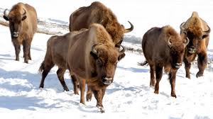 Buffalo