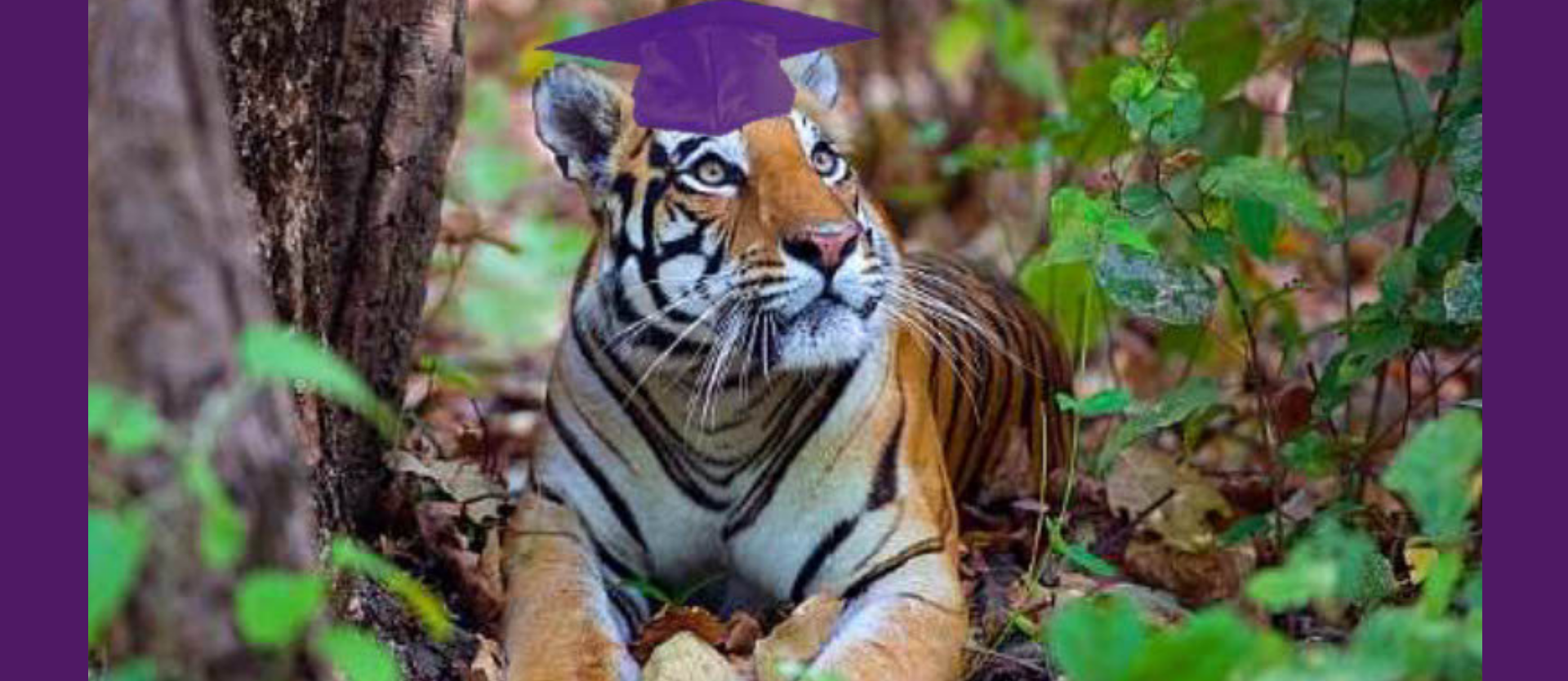 Grad Tiger