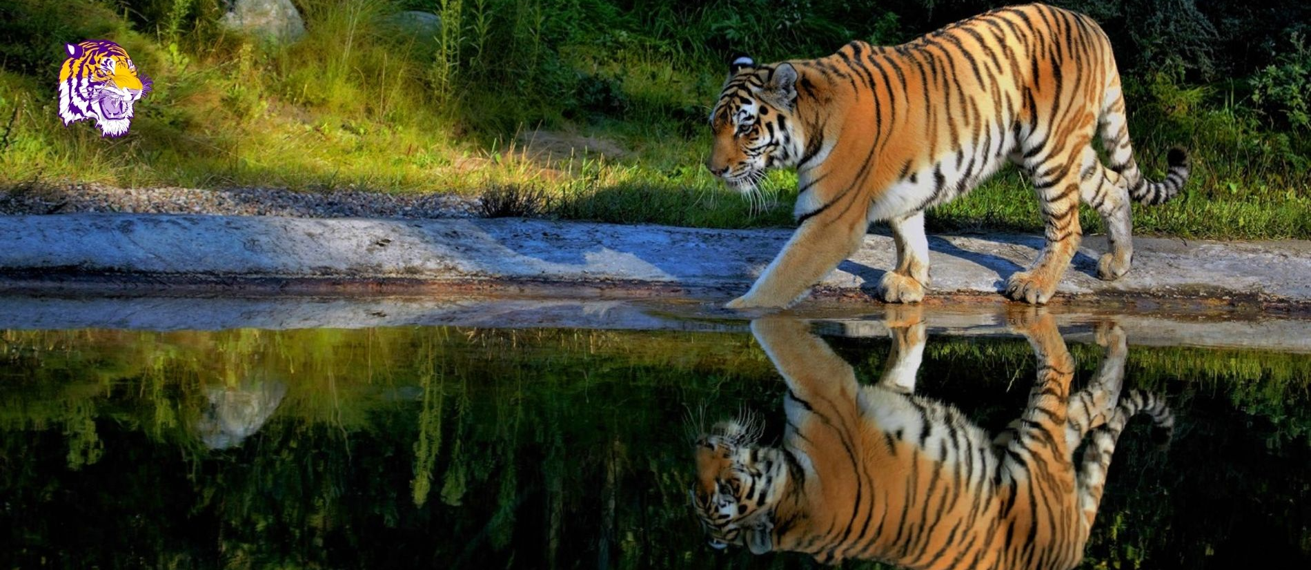 Lake Tiger