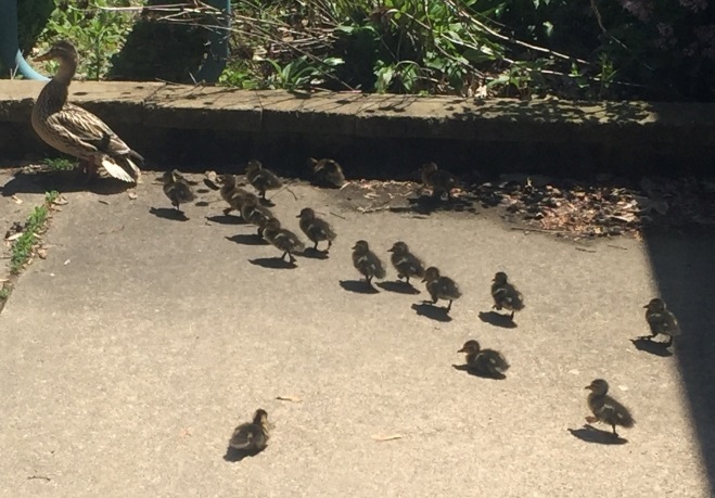 Ducklings