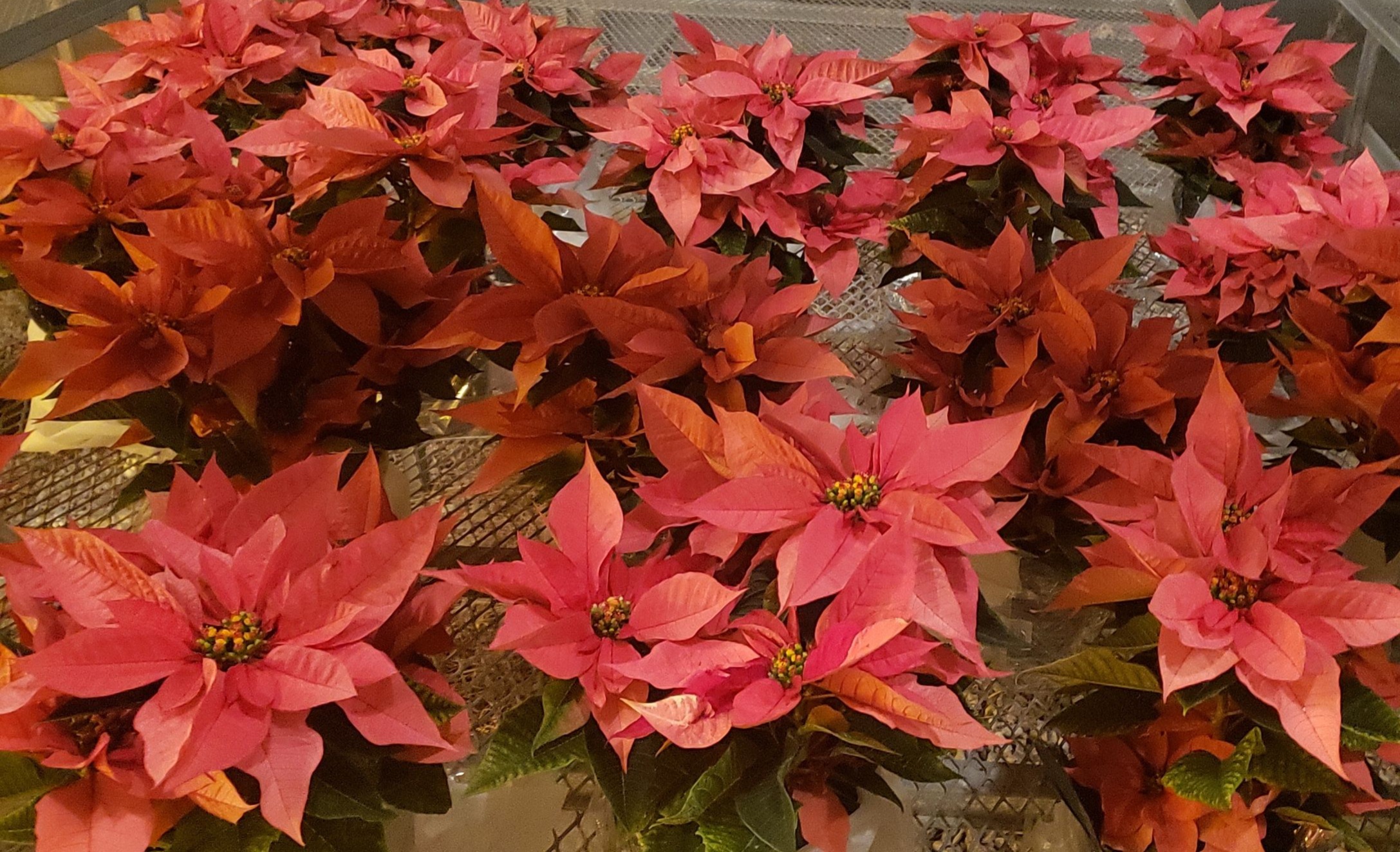 Photo of some Pink Poinsettia.