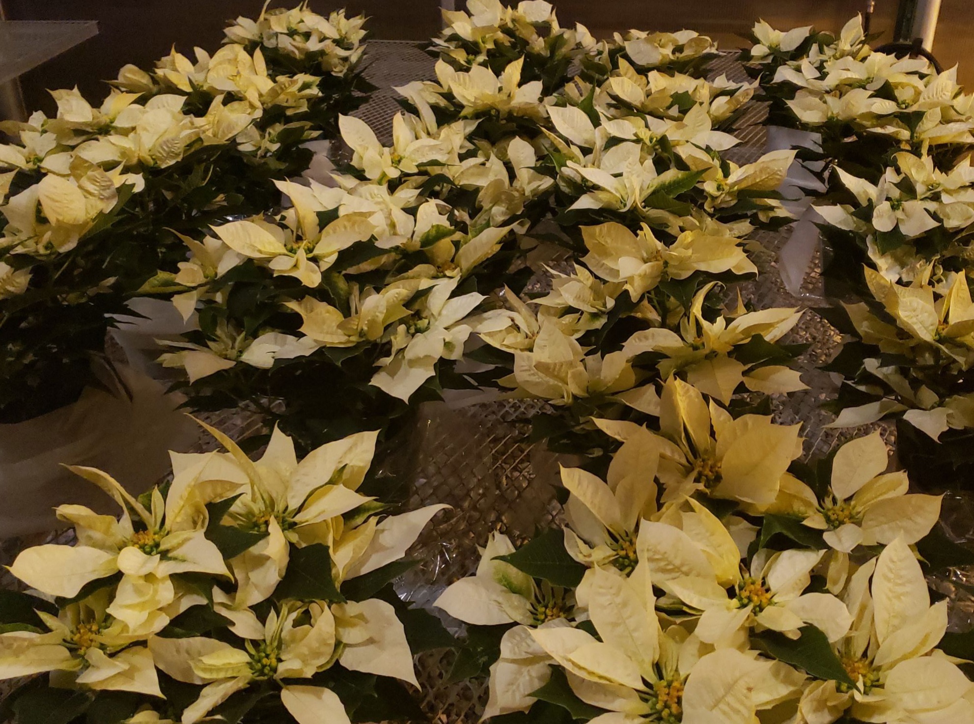 Photo of some White Pinsettia.