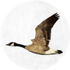 goose