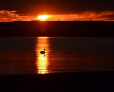 sunset with a duck