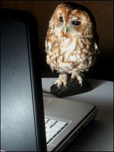 owl