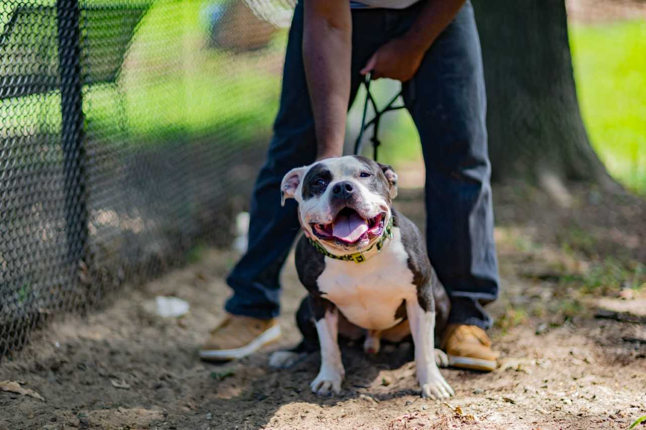 dog