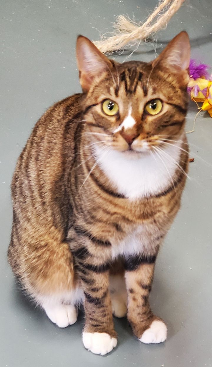fig