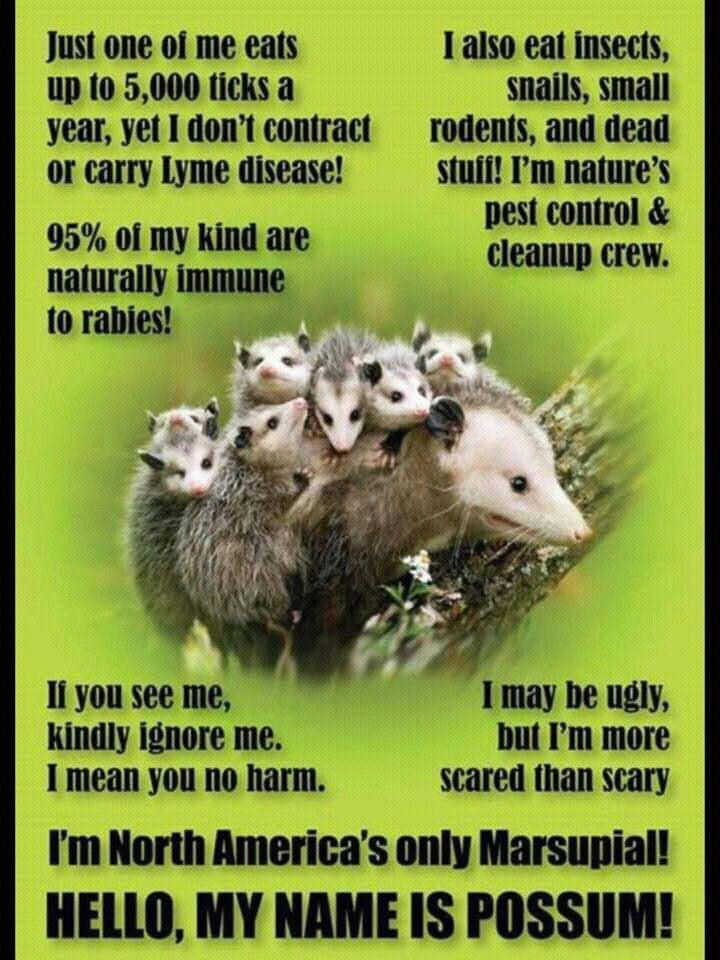 Animal Control