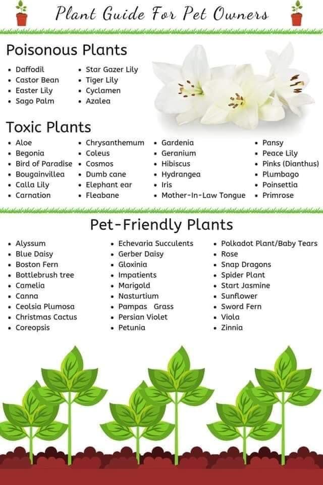 plant guide