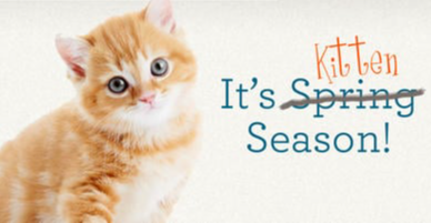 kitten season