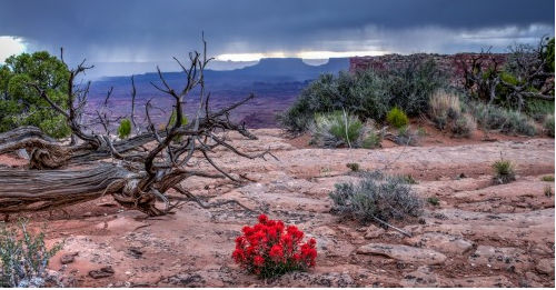 desert flower