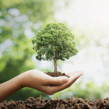 tree held in a hand