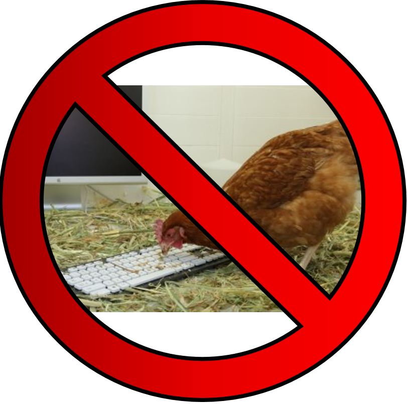 chicken pecking at keyboard