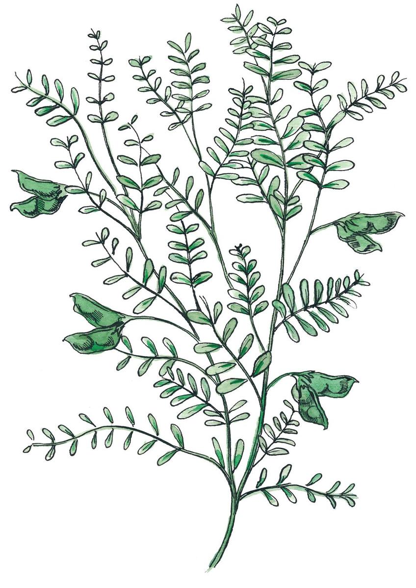 plant
