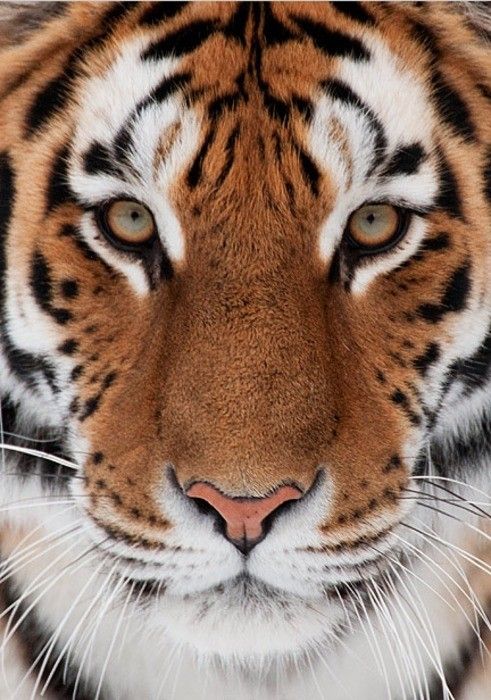 Tiger Head