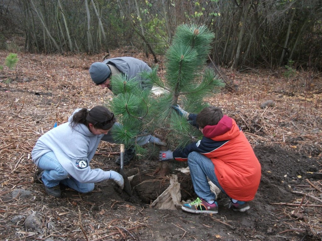 planting a pine tree