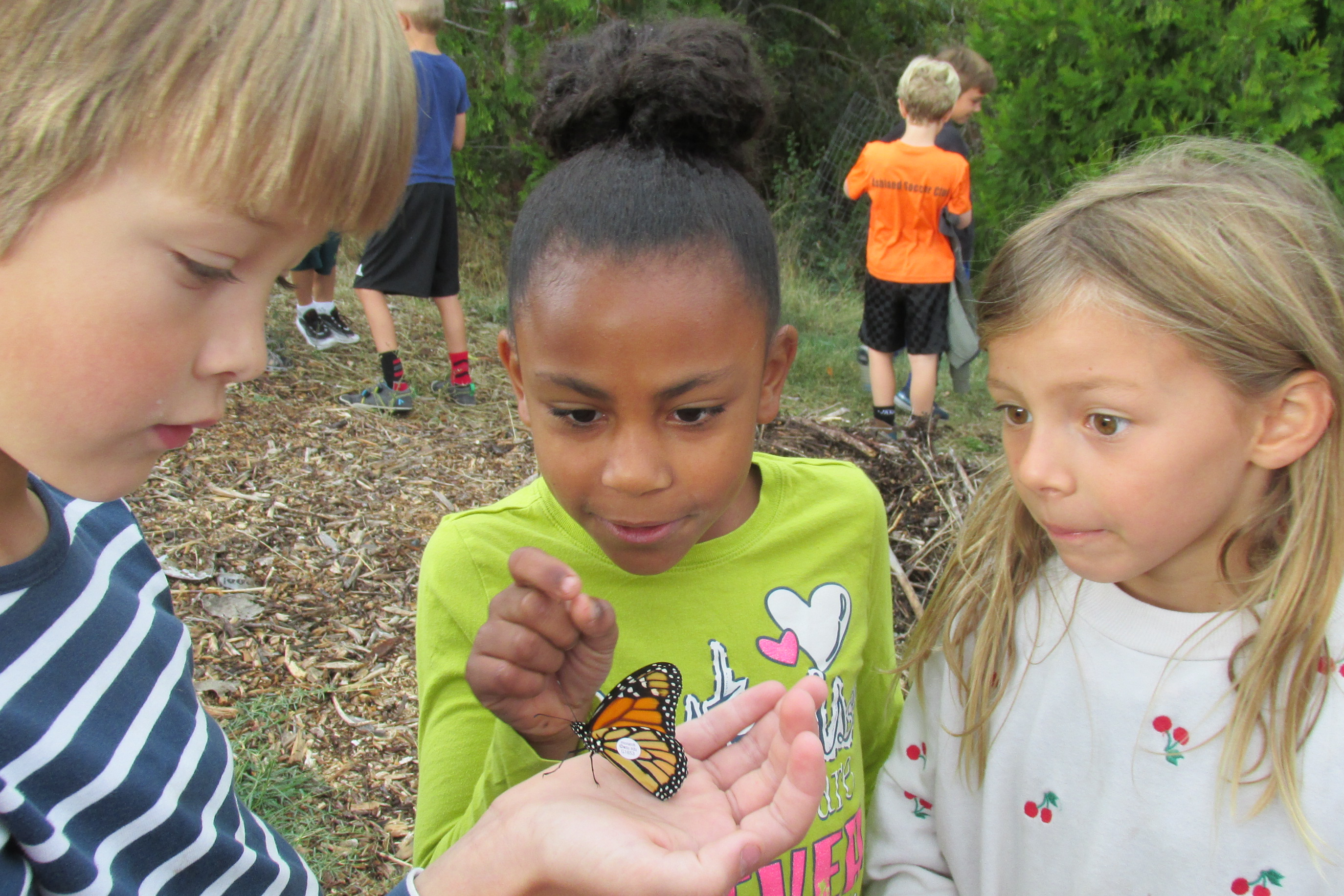 kids looking at butter flys