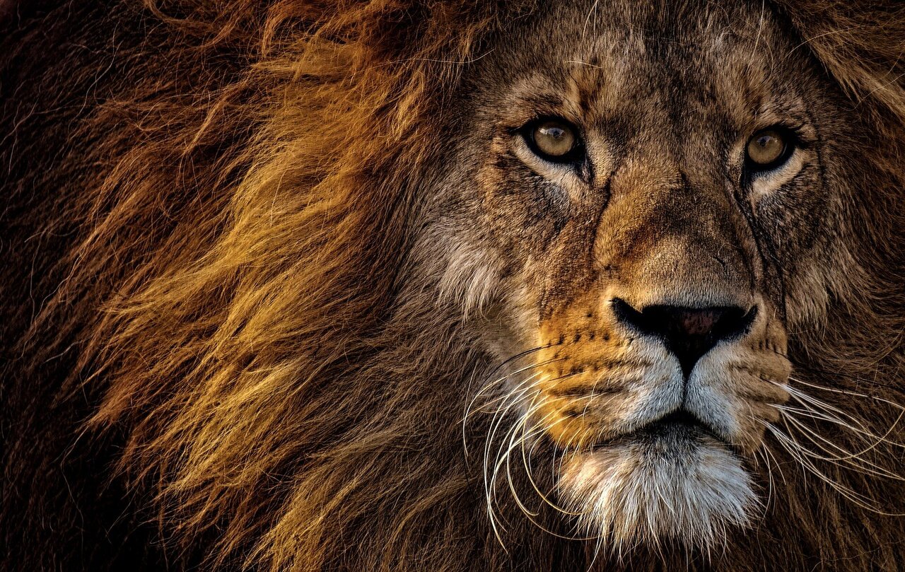lions