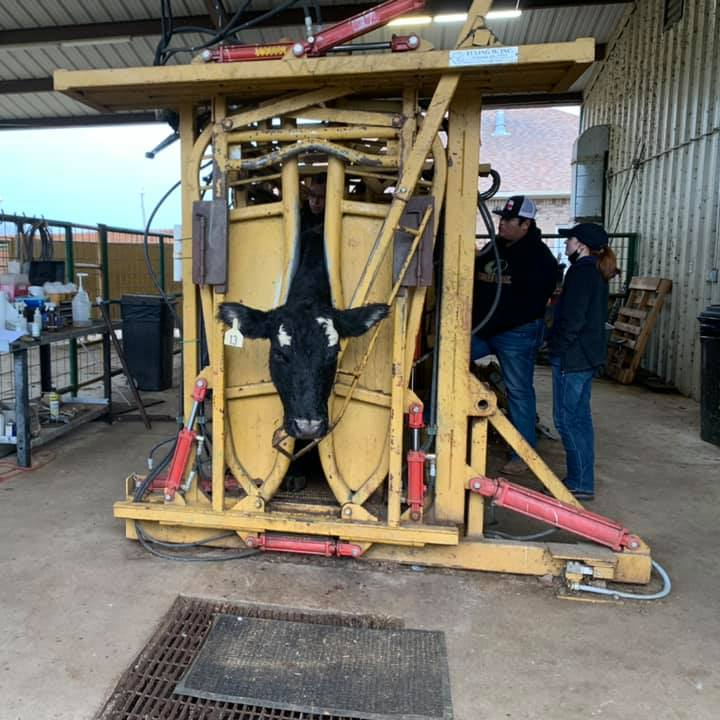FFA13