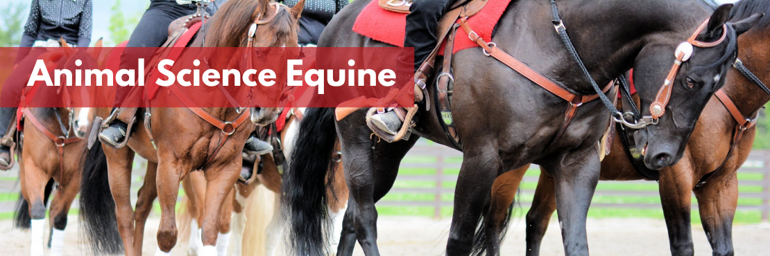 Animal Science Equine banner