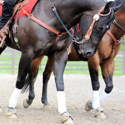Animal Science Equine