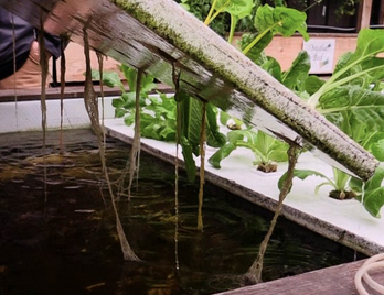 Greenhouse