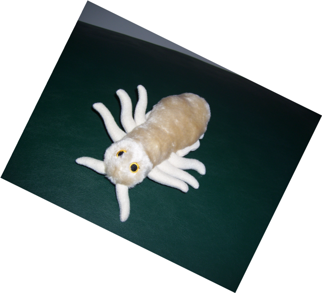 Head Lice
