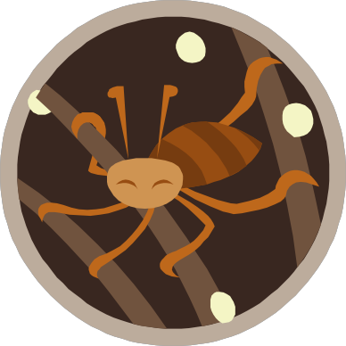 Head LiceHead Lice