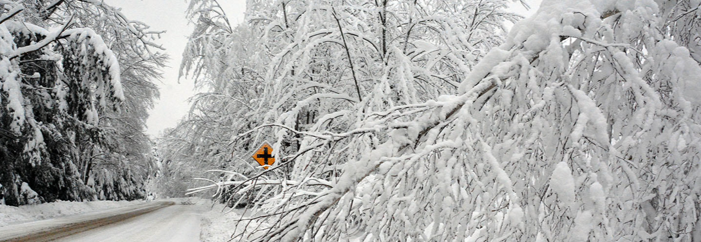 tree winter