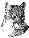 Harry S. Truman High School Logo