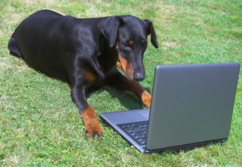 dog typing on computer