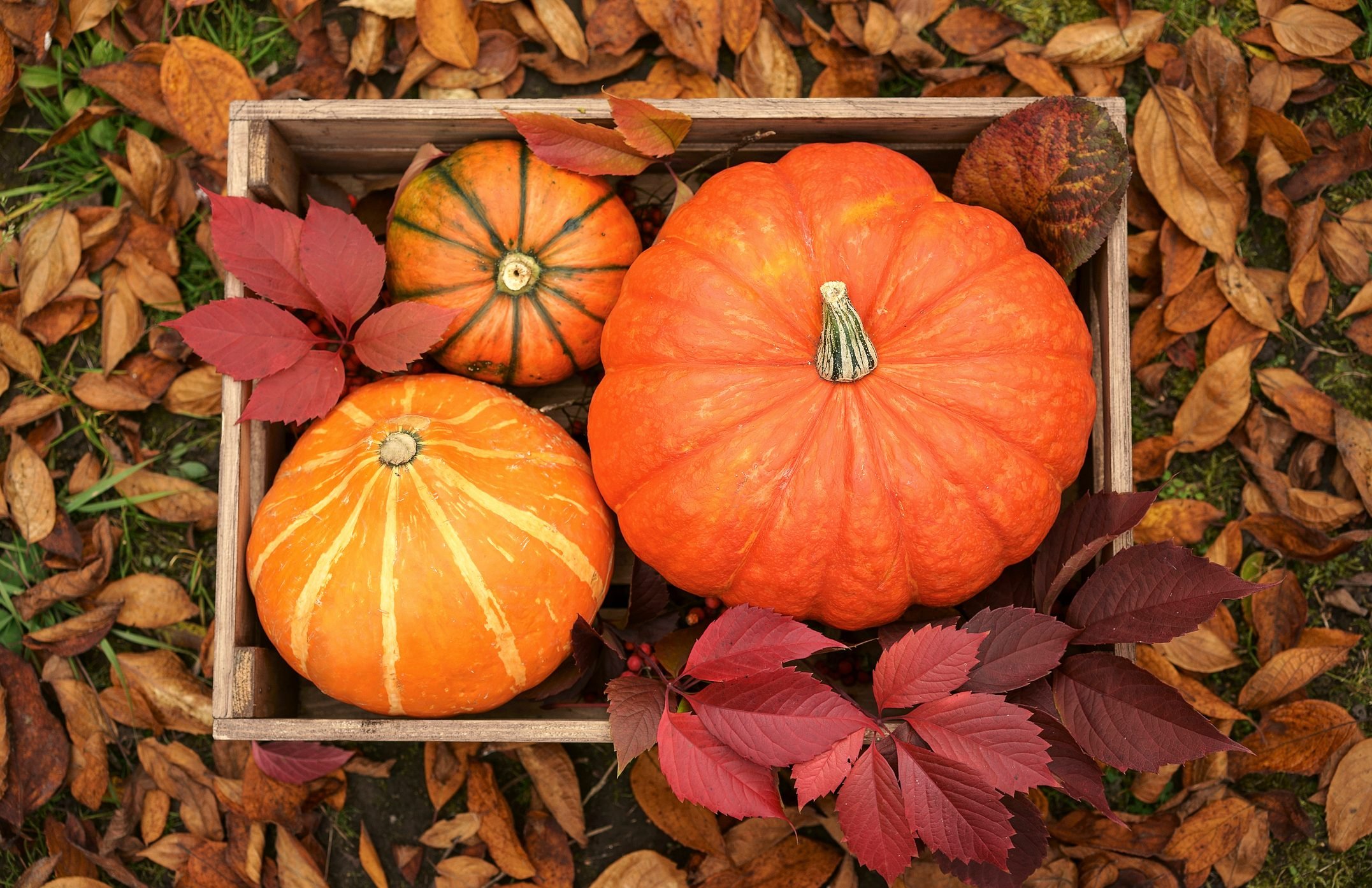 Pumpkin image