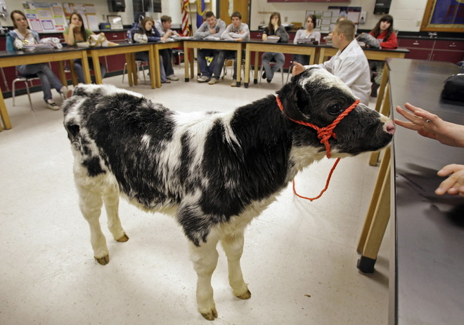 cow